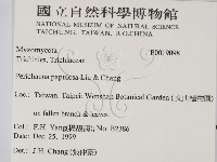 登錄號:F0019098藏品圖，第2張