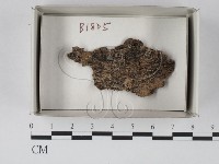 登錄號:F0019099藏品圖，第1張
