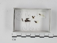 館號:F0019100藏品圖，第1張