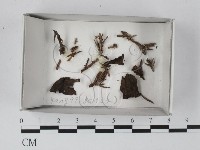 登錄號:F0019102藏品圖，第1張
