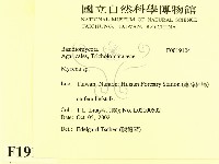 小菇屬藏品圖，第2張