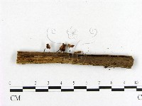 小菇屬藏品圖，第3張