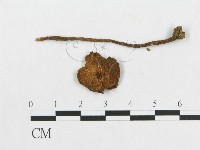 登錄號:F0019105藏品圖，第1張