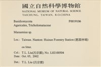 小皮傘屬藏品圖，第2張