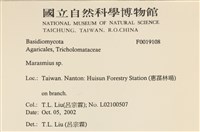 小皮傘屬藏品圖，第2張