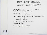 微皮傘屬藏品圖，第2張
