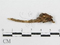 微皮傘屬藏品圖，第3張