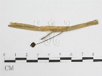 微皮傘屬藏品圖，第4張