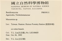 小皮傘屬藏品圖，第2張