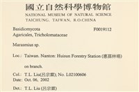 小皮傘屬藏品圖，第2張
