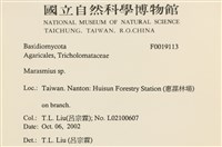 小皮傘屬藏品圖，第2張