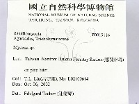 小菇屬藏品圖，第2張