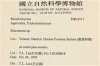 小皮傘屬藏品圖，第2張