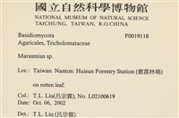 小皮傘屬藏品圖，第2張