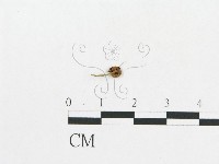 登錄號:F0019119藏品圖，第8張