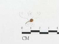 登錄號:F0019119藏品圖，第9張