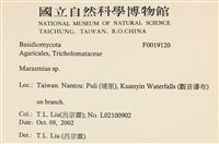 小皮傘屬藏品圖，第2張
