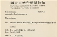 小皮傘屬藏品圖，第2張