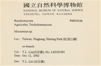 小皮傘屬藏品圖，第2張