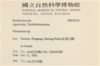 小皮傘屬藏品圖，第2張