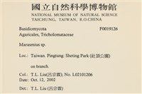 小皮傘屬藏品圖，第2張