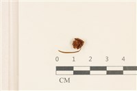 小皮傘屬藏品圖，第3張