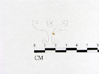 小菇屬藏品圖，第3張