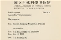 小皮傘屬藏品圖，第2張