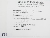 盔孢傘屬藏品圖，第2張