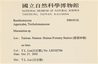 小皮傘屬藏品圖，第2張