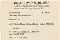 小皮傘屬藏品圖，第2張