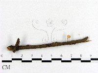 小菇屬藏品圖，第3張