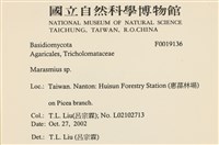 小皮傘屬藏品圖，第2張