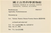 小皮傘屬藏品圖，第2張
