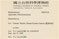 小皮傘屬藏品圖，第2張