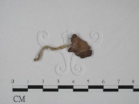 登錄號:F0019140藏品圖，第1張