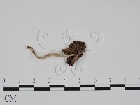 登錄號:F0019140藏品圖，第3張