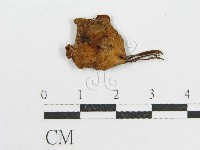 登錄號:F0019141藏品圖，第1張