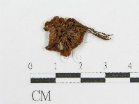 登錄號:F0019141藏品圖，第3張
