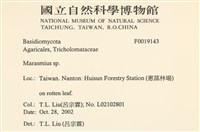 小皮傘屬藏品圖，第2張
