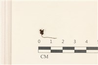 小皮傘屬藏品圖，第3張