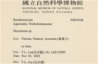 小皮傘屬藏品圖，第2張