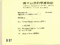 小菇屬藏品圖，第2張