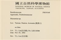 小皮傘屬藏品圖，第2張