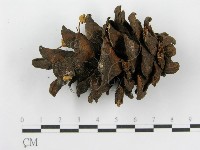 登錄號:F0019150藏品圖，第1張
