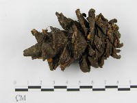 登錄號:F0019150藏品圖，第5張