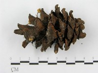 登錄號:F0019150藏品圖，第6張