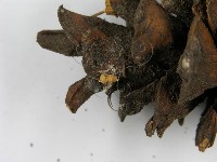 登錄號:F0019150藏品圖，第7張