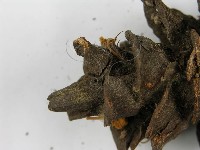 登錄號:F0019150藏品圖，第8張