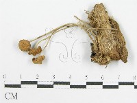 登錄號:F0019151藏品圖，第1張